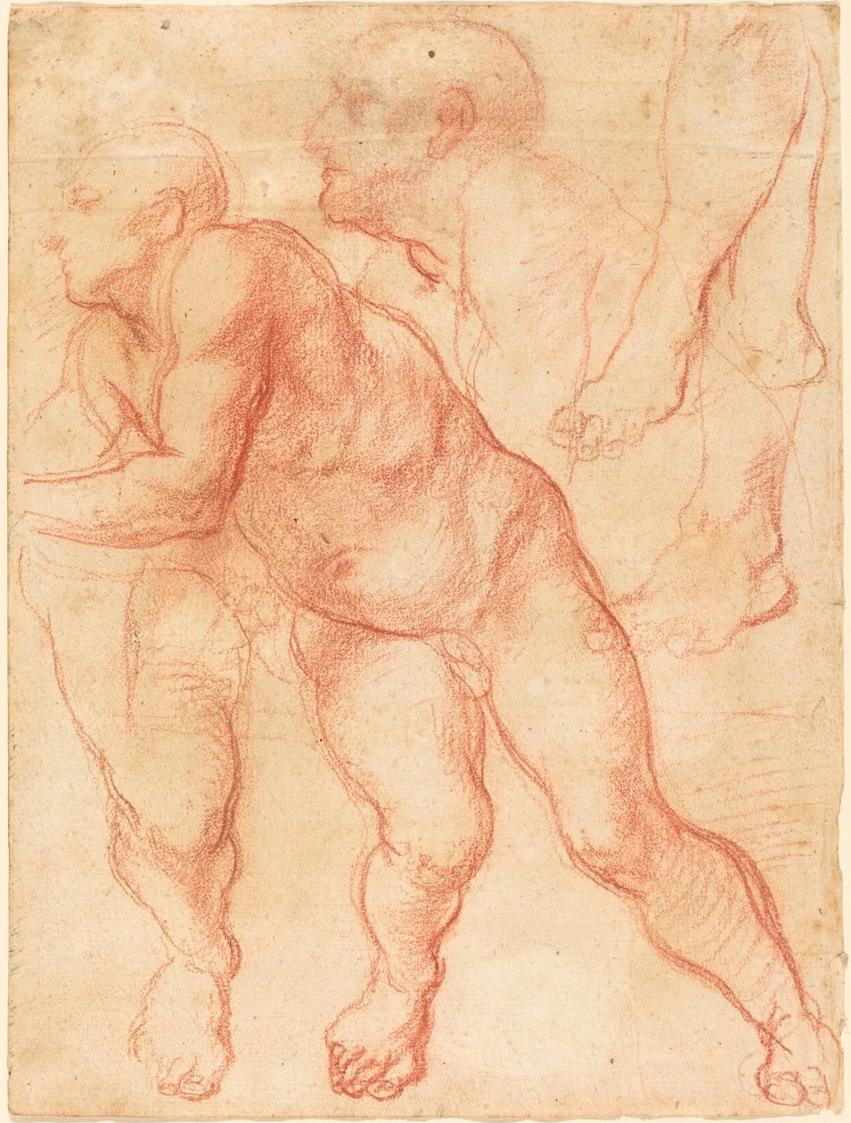 Studi di nudo maschile - National Gallery of Art